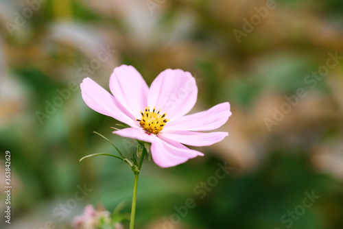 Pink cosmea flower close up in the summer garden