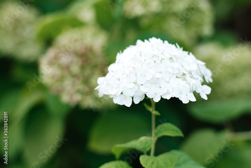 Photos Beautiful white hydrangea flower in the summer garden