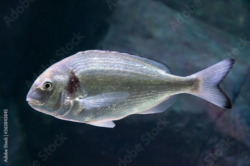 Beautiful sea bream, gilt-head or orata underwater with dark background, close up