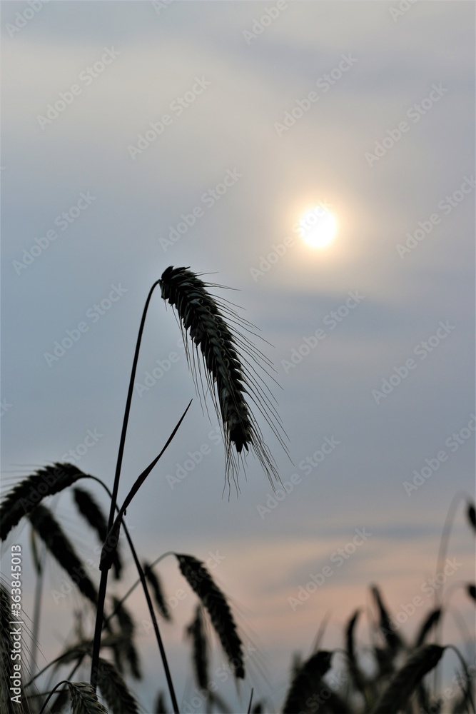 Obraz premium Ear of rye in front of evening sky with sun