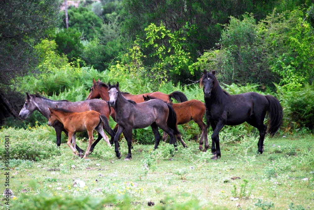 Endemic wild horses in Souli village located in Thesprotia prefecture of Epirus region in Greece. Endemic wild horses in Souli village located in Thesprotia prefecture of Epirus region in Greece.