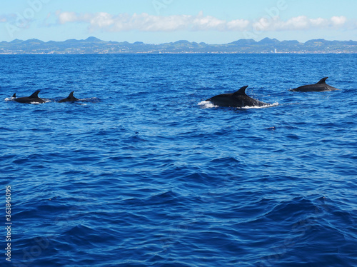 Delfines nadando en libertad en el Océano Atlantico frente a la isla de san Miguel en el archipiélago portugues de Las azores