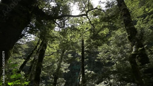 Beautiful Forest walk with Sunrays in New Zealand photo