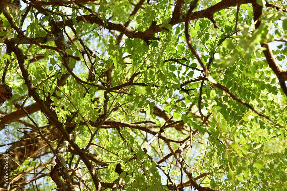 Fresh green and yellow leaves in the spring against blue sky. Fresh green and yellow leaves in the spring against blue sky.