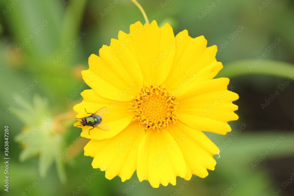 La mosca La mosca