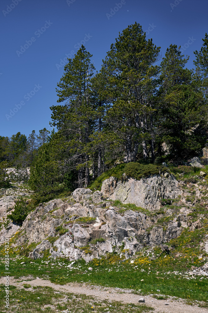 pines and rocks in a natural park in the andorran pyrenees