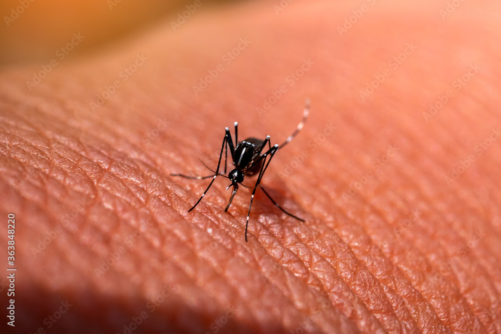 Aedes aegypti Mosquitoe bite and feeding blood on wrinkle skin.Aedes mosquitoes bring dengue disease.Mosquitoe sucking blood.photo by select focus. Aedes aegypti Mosquitoe bite and feeding blood on wrinkle skin.Aedes mosquitoes bring dengue disease.Mosquitoe sucking blood.photo by select focus.