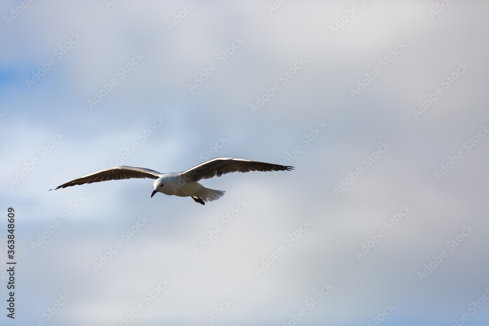 Seagul souring against soft, cloudy blue sky Seagul souring against soft, cloudy blue sky