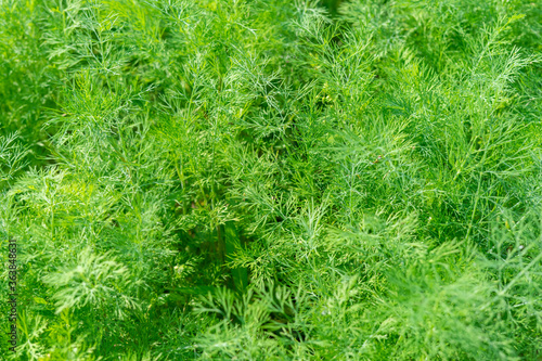 dill background. thickets of young dill