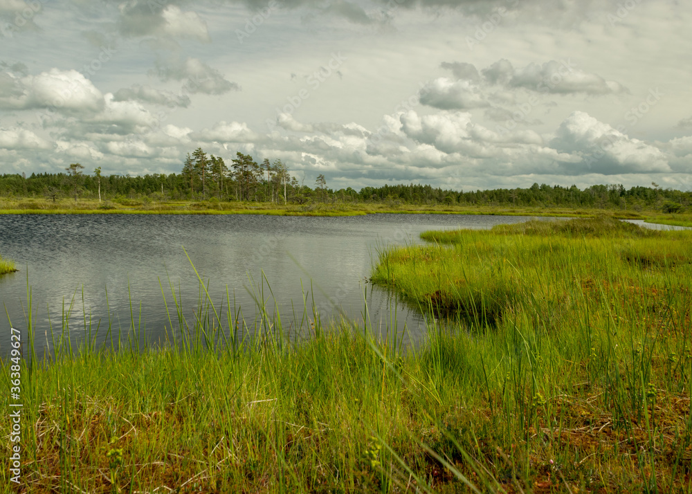 landscape from swamp, sunny summer day with bog vegetation, trees, mosses and ponds, cloudy sky