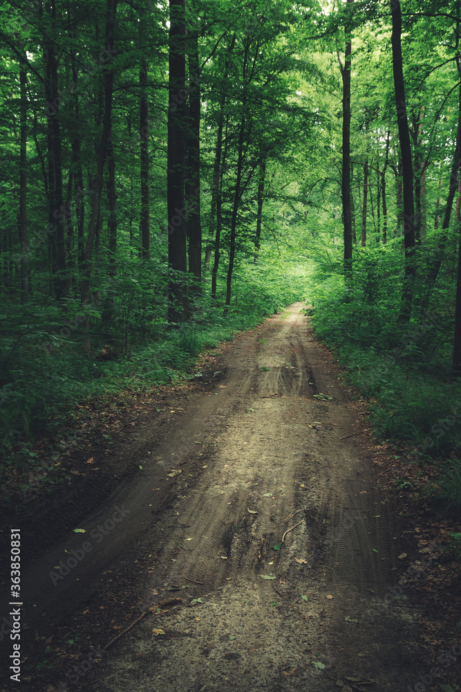 Fototapeta premium A dirt road through a green dark forest