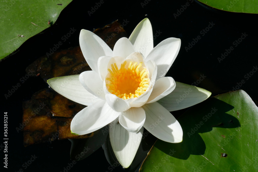 Blühende Weiße Seerose (Nymphaea alba), Deutschland Blühende Weiße Seerose (Nymphaea alba), Deutschland
