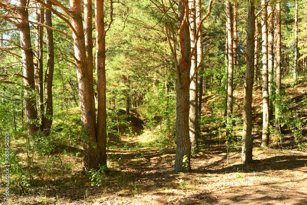 Obraz premium Summer pine forest in soft focus. Sunny landscape.