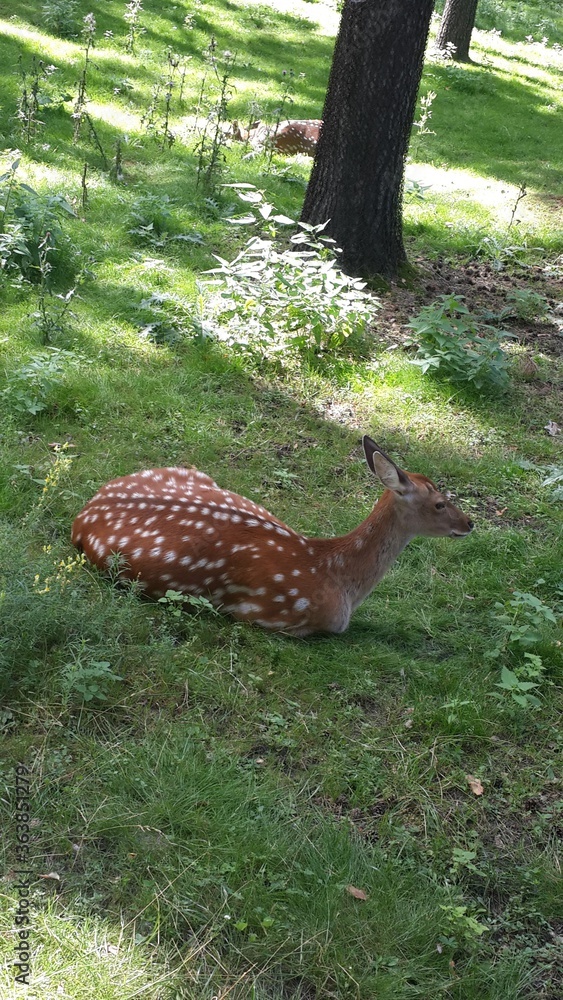 Obraz premium deer in the forest