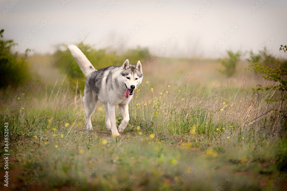 A young Siberian Husky is walking at a pasture. The dog has grey and white fur; his eyes are brown. There is a lot of grass, and yellow flowers around him; the sky is blue A young Siberian Husky is walking at a pasture. The dog has grey and white fur; his eyes are brown. There is a lot of grass, and yellow flowers around him; the sky is blue