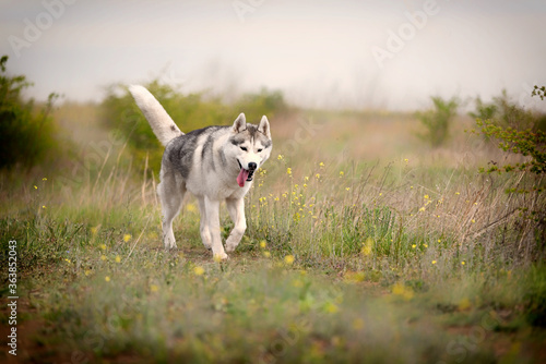 A young Siberian Husky is walking at a pasture. The dog has grey and white fur; his eyes are brown. There is a lot of grass, and yellow flowers around him; the sky is blue