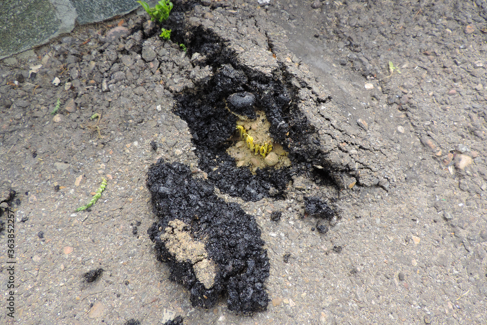 plant sprouts break through asphalt destroying it plant sprouts break through asphalt destroying it