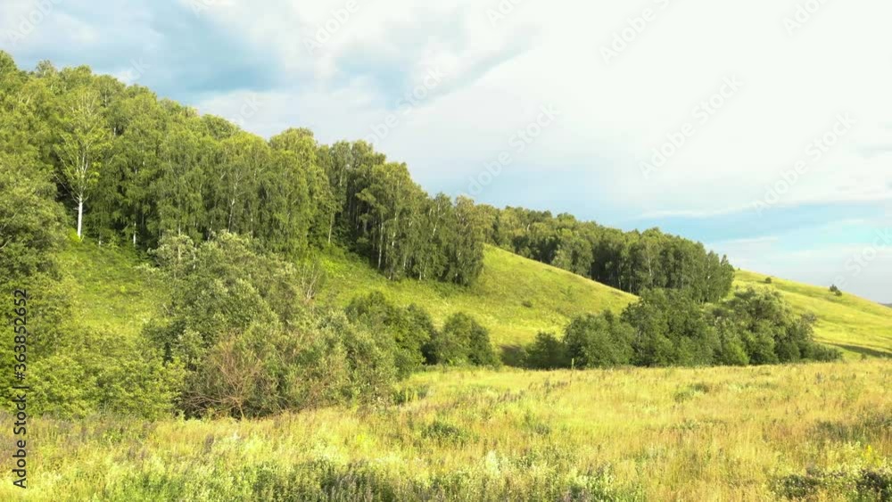 Green forest flight on a summer day Green forest flight on a summer day