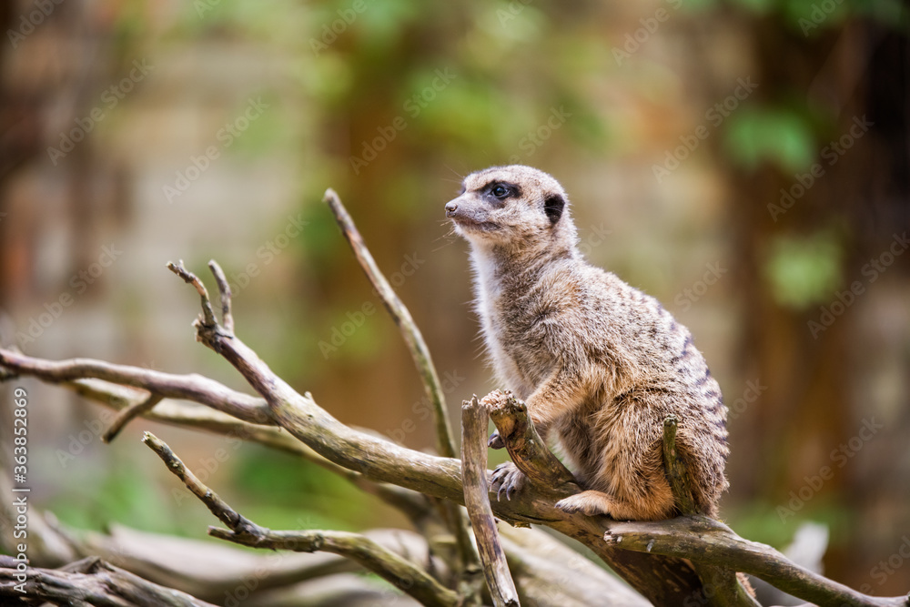 Fototapeta premium Meerkat, Suricata suricatta, sitting on a tree
