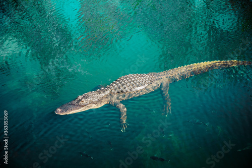 wild crocodile in everglades lake rest at blue water surface with fishes around