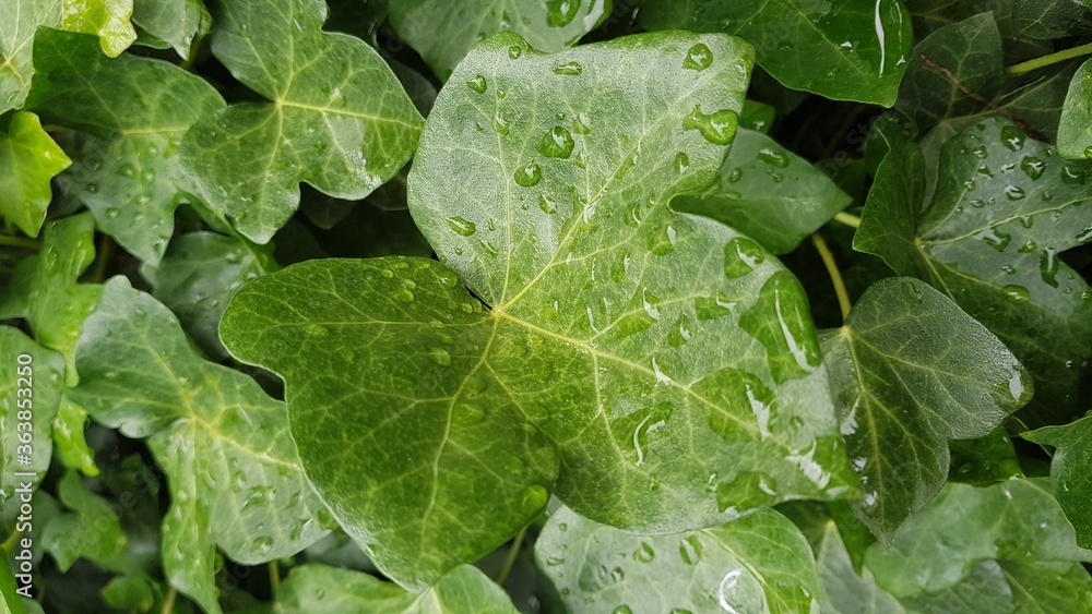 Regentropfen auf Efeublatt Regentropfen auf Efeublatt