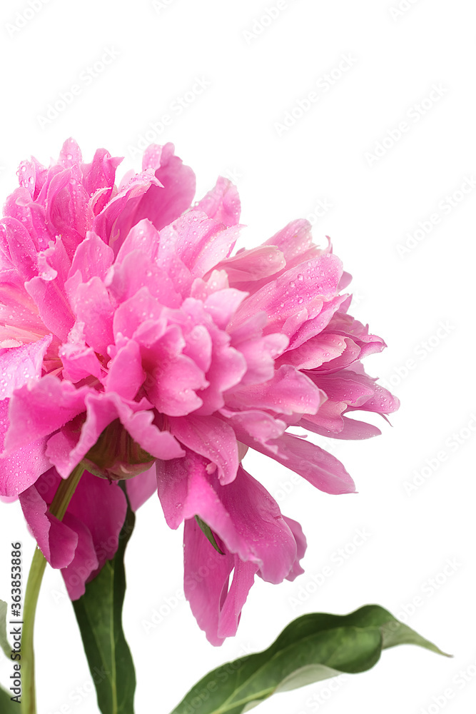 Pink peony on a white background close-up, isolate