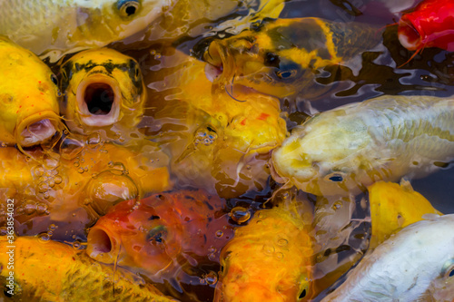 beautiful koi fish swimming in the pond photo