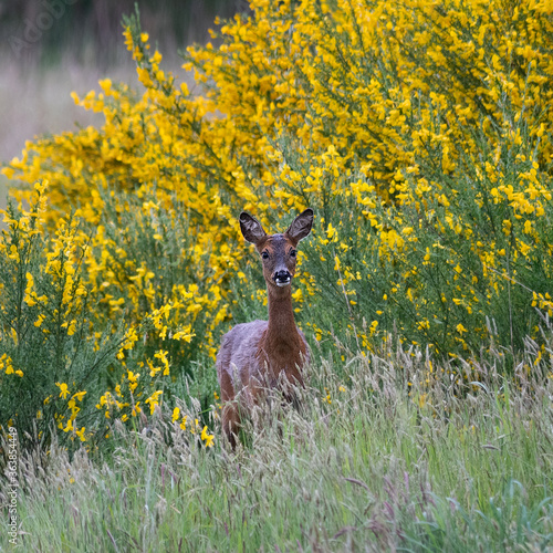 Wild Roe deer