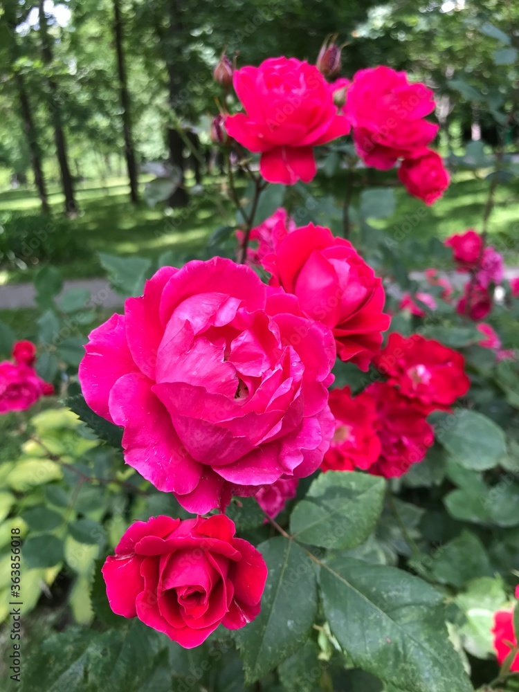 Colorful blossom flowers of roses in the park, Moscow Colorful blossom flowers of roses in the park, Moscow