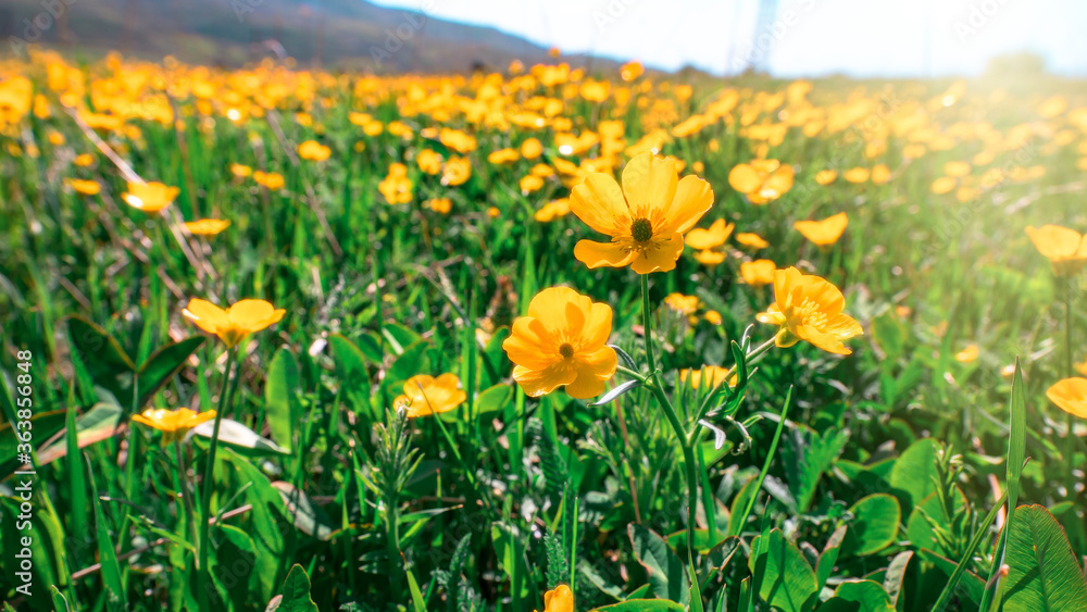 Obraz premium The yellow flower fields