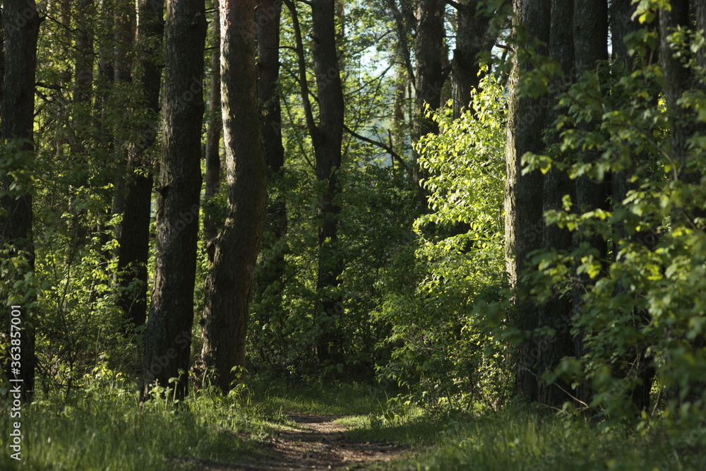 Fototapeta premium path in the forest