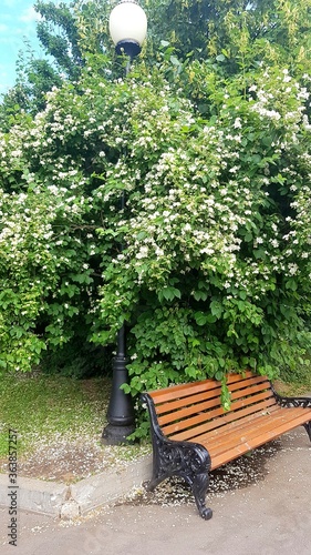Blooming Jasmine in the Park above a bench with a lantern. Fallen white petals on the ground.