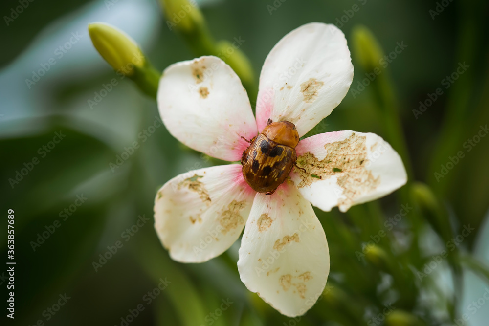 Obraz premium bee on flower