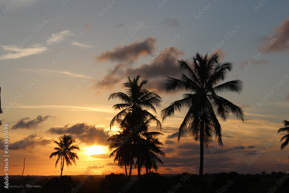 beautiful coconut trees and sunset