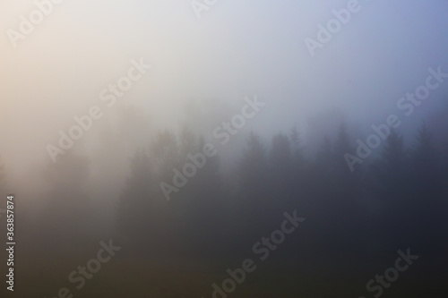 Autumn weather. Dense Fog in the forest