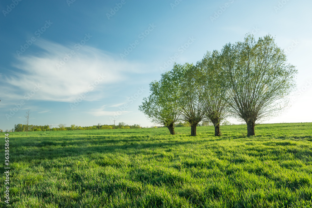 Fototapeta premium Willow trees in the green meadow