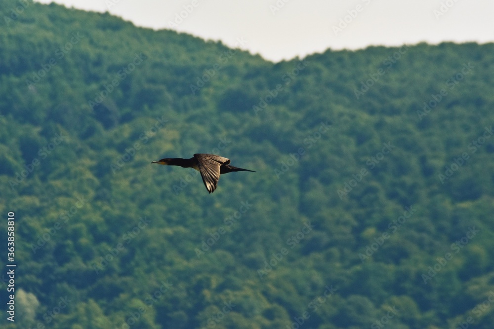 flying cormorant over the lake. Phalacrocorax lucidus in freedom flying cormorant over the lake. Phalacrocorax lucidus in freedom