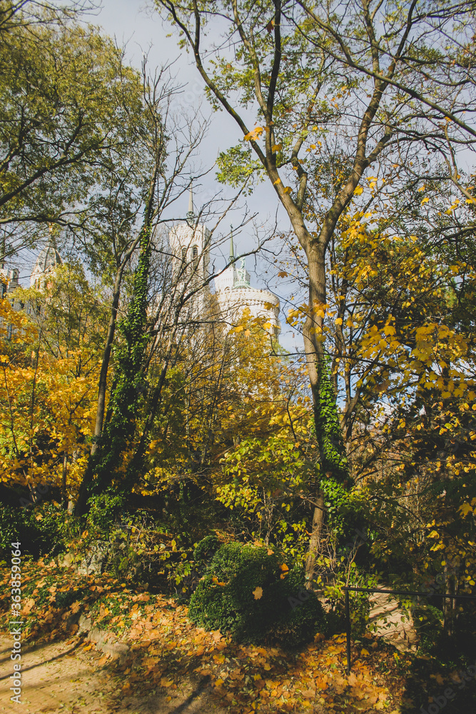 autumn in the forest