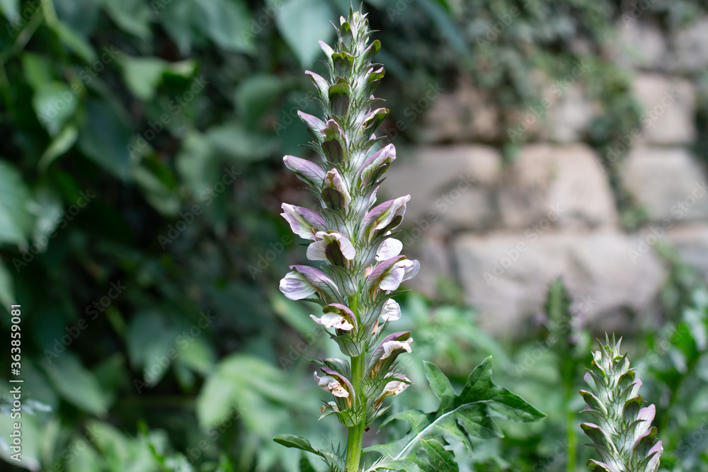Acanthus mollis, also known as bear's breeches, sea dock, bearsfoot, oyster plant or Wahrer Baerenklau