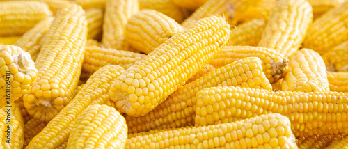 Fotografija Several sweet corn ears. Yellow corn as vegetable background.