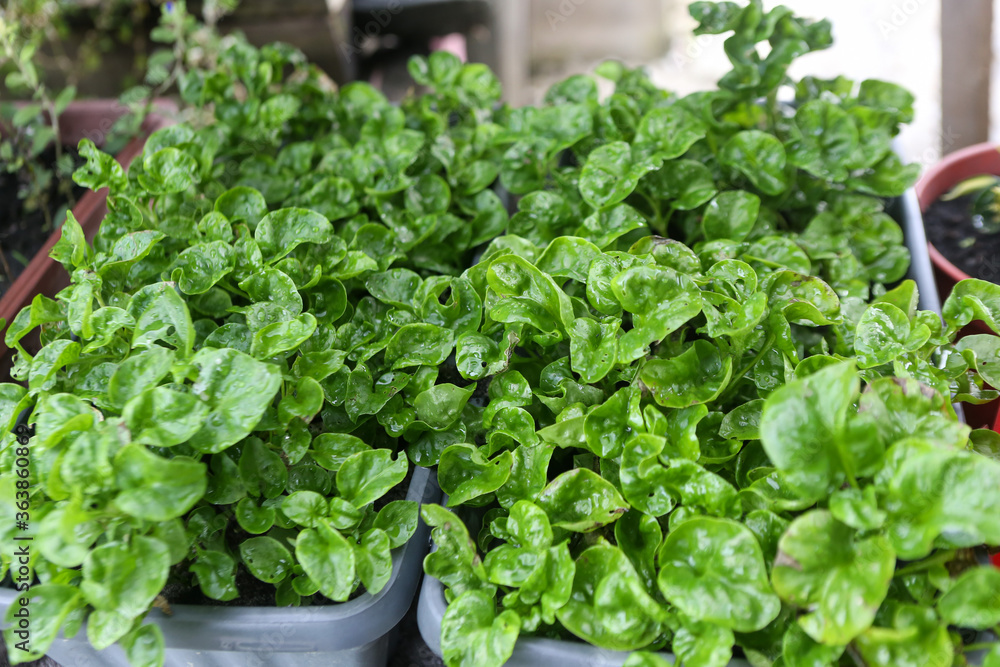 fresh herbs in a pot fresh herbs in a pot