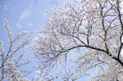 Wallpaper Mural 桜 Torontodigital.ca