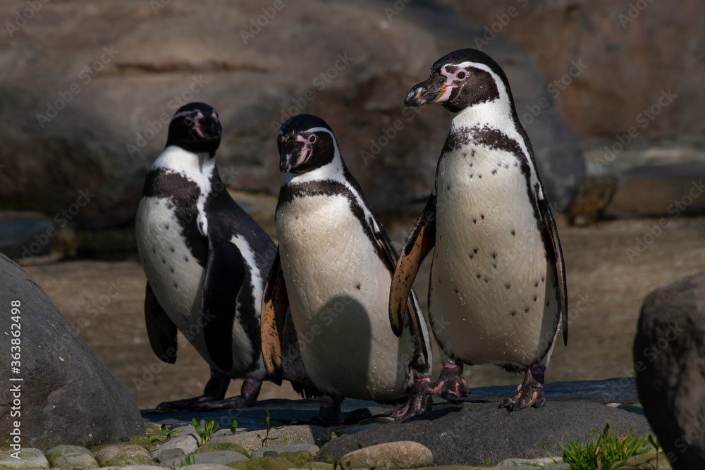 Naklejka premium group of wild penguin standing by the water on the rock during the day in summer background is blurred
