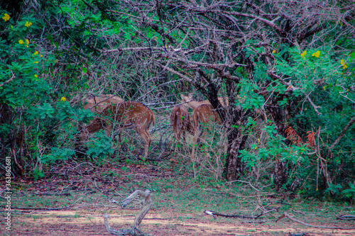 Fototapeta Naklejka Na Ścianę i Meble -  deer in jungle