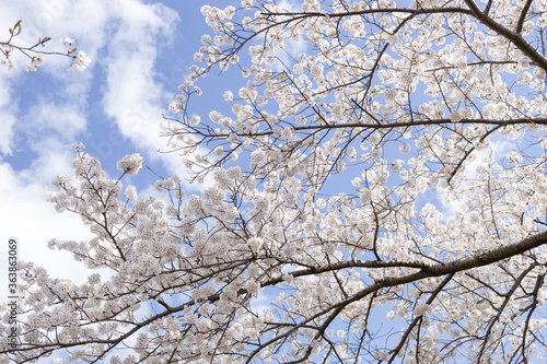 Wallpaper Mural 桜 Torontodigital.ca