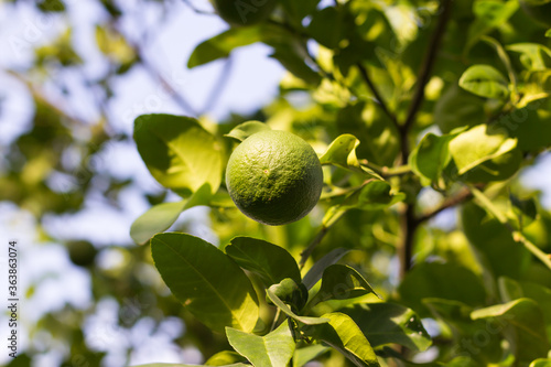 Bergamot on Tree