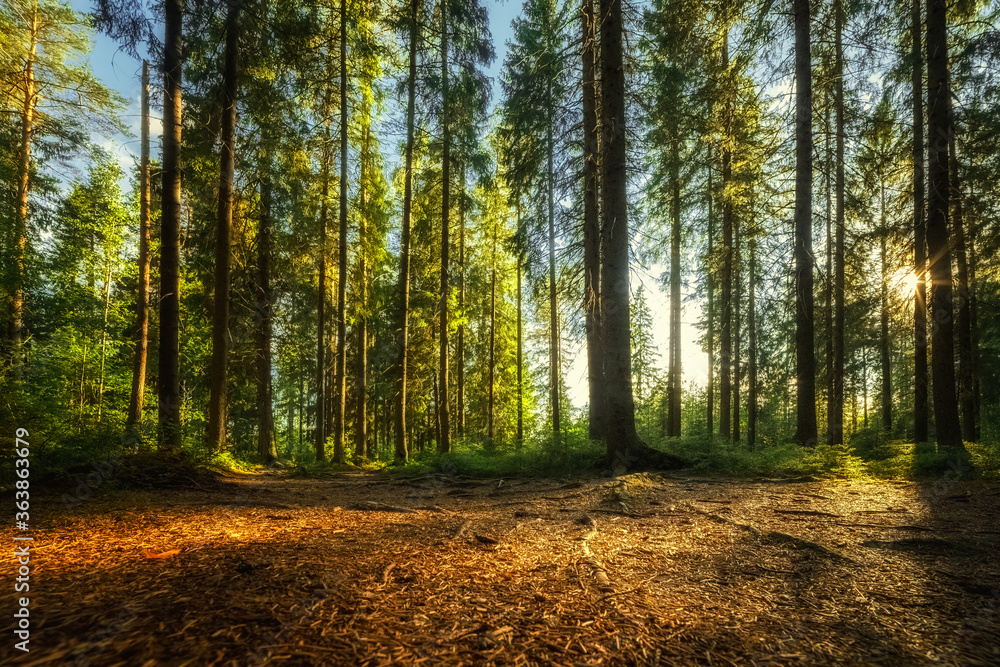 Obraz premium Beautiful green forest with the setting sun