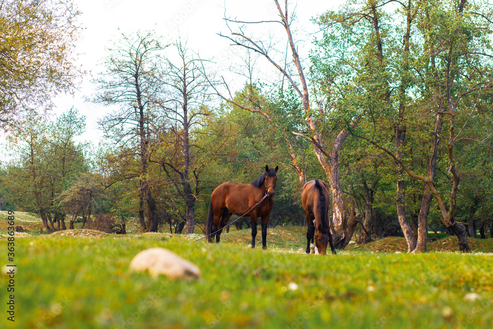 horses in the meadow