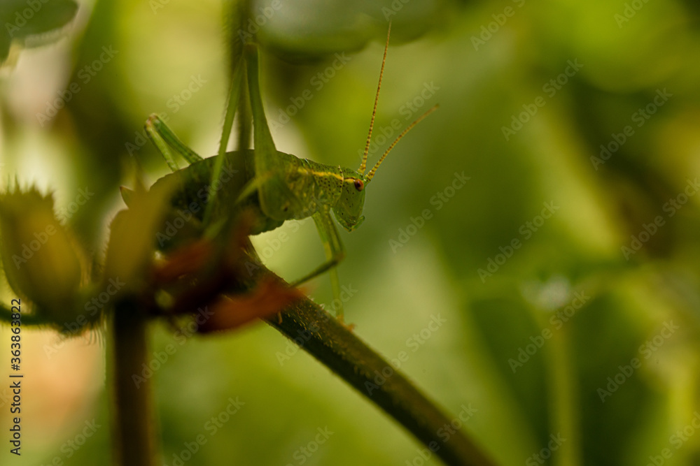 Fototapeta premium Sauterelle verte gros plan