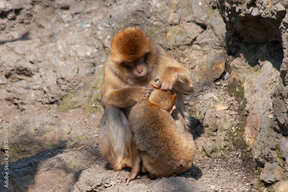 Fototapeta premium wild monkey on the rocks on a sunny day